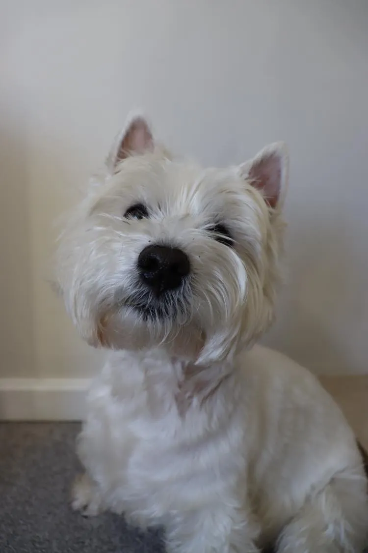 maisie pic 2